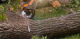 Best Artificial Turf Installation  in Clovis, NM