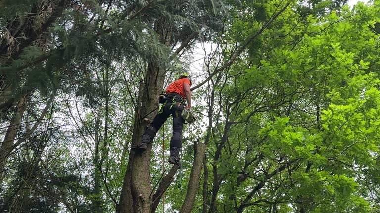 Best Fruit Tree Pruning  in Clovis, NM